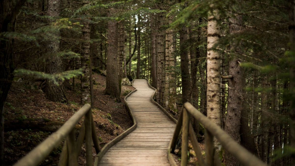 win10主题自然森林大树木栈道小路4k风景壁纸-静鱼客栈插图 win10主题自然森林大树木栈道小路4k风景壁纸-静鱼客栈