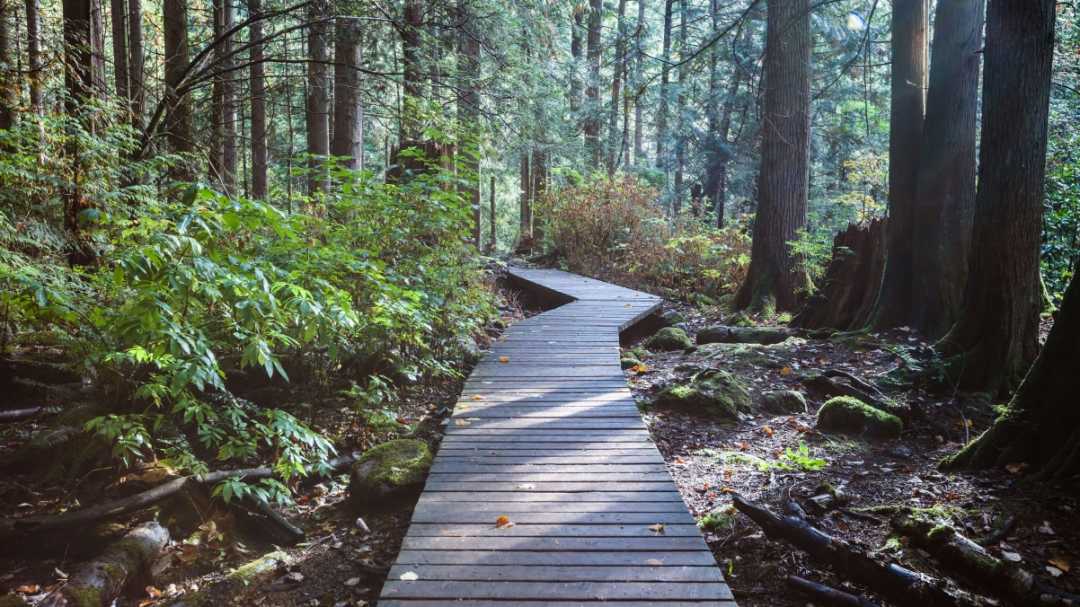 微软win10主题风景 自然森林 树木 木栈道4k壁纸-静鱼客栈插图 微软win10主题风景 自然森林 树木 木栈道4k壁纸-静鱼客栈